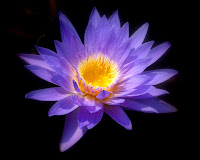 2007-08 Georgia Botanical Flower.jpg