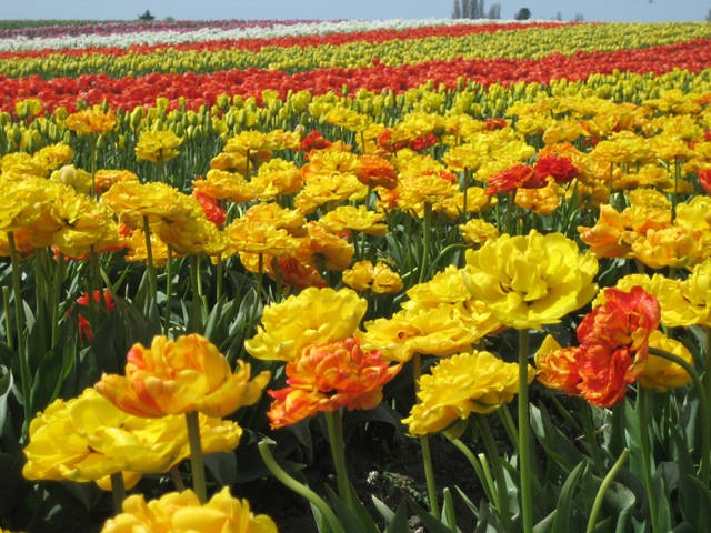 [2008 Tulip Festival 005[3].jpg]