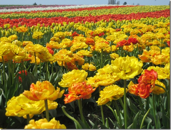 2008 Tulip Festival 005