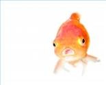 [goldfish face[5].jpg]