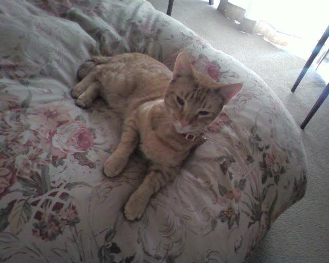 Corky%20Bed.jpg