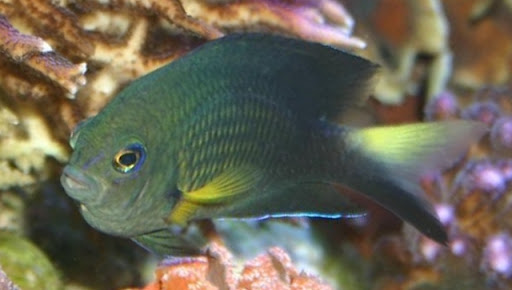 Saberé bicolor