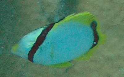 Borboleta ocelado