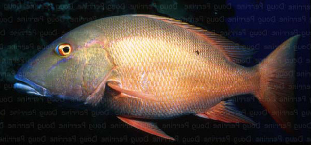 Cioba