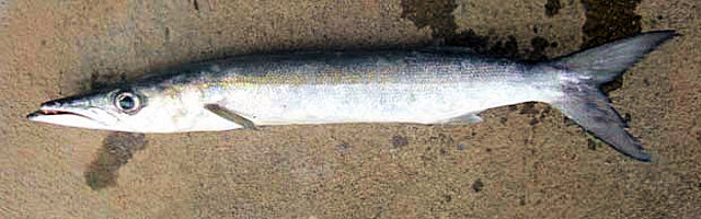 Bicuda branca