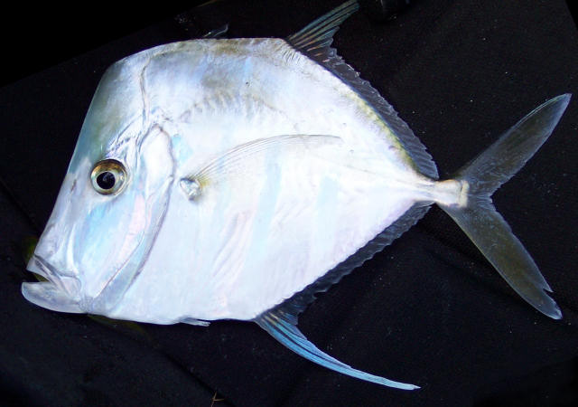 Galo de penacho