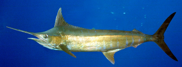 Agulhão negro