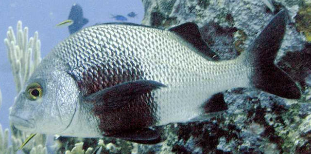 Sargo verdadeiro