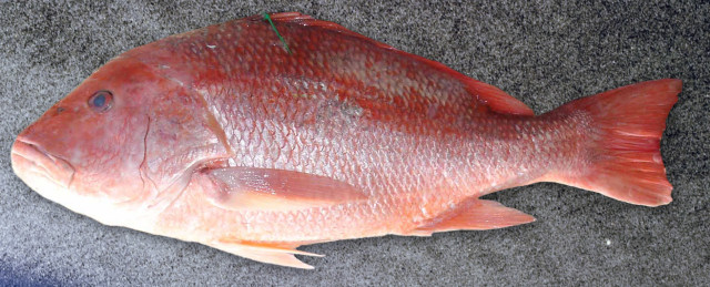Pargo verdadeiro