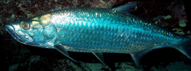 Camurupim