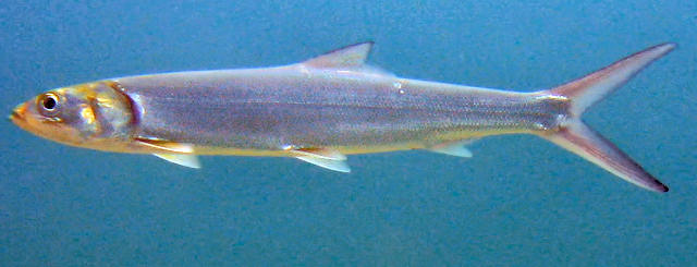 Ubarana