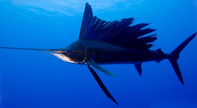 Agulhão vela