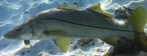 Robalo verdadeiro