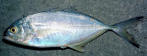 Carapau verdadeiro
