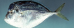 peixe galo