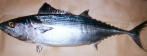 Bonito serrinha