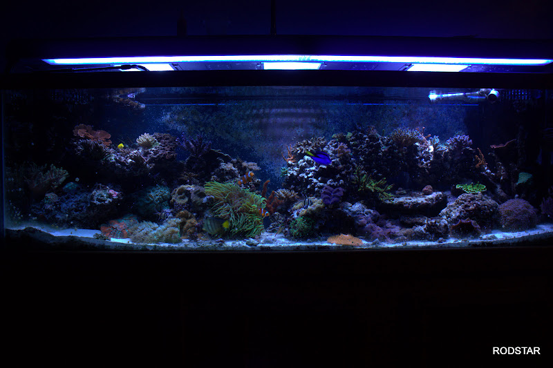 Full Tank Shot - 125g Reef tank Full Tank Shot (FTS) - 125g Reef Tank