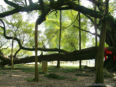 Big Banyan Tree in Yangshuo picture guilin escapade photo