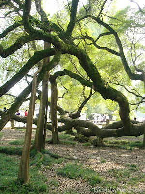 Big Banyan Tree in Yangshuo picture guilin escapade photo