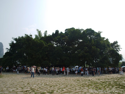 Big Banyan Tree in Yangshuo picture guilin escapade photo