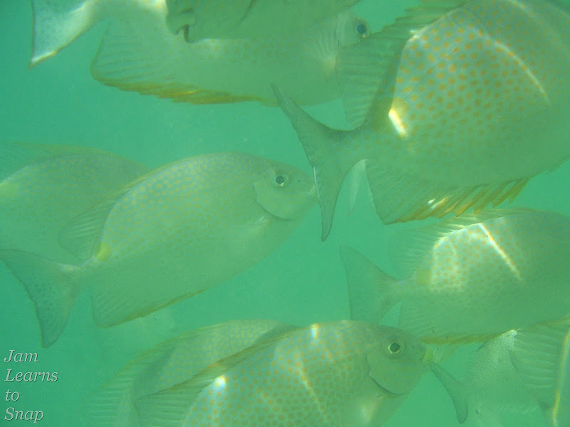 fish, photography, underwater photography, snorkeling