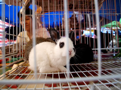 Gaya Street Sunday Market picture sabah escapade  photo