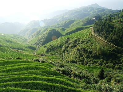 guilin, dragon's backbone rice terraces, longji