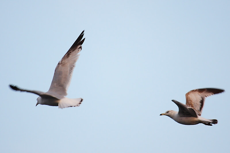 IMAGE: http://lh5.ggpht.com/_pI858HPu_js/Seat_z6zFKI/AAAAAAAAEmc/W1XvnBD8_Qo/s800/IMG_2790_web.JPG