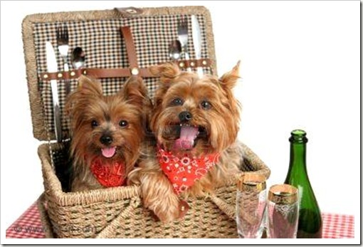 484121-due-adorable-yorkshire-terriers-in-un-cestino-da-picnic