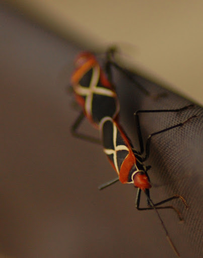 Macro 1