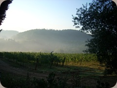 Vigna