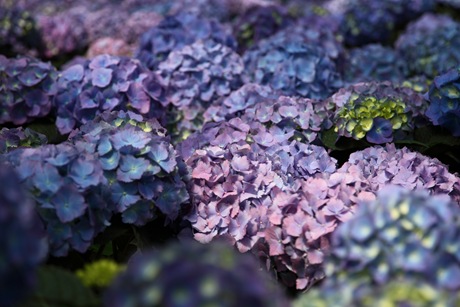 [purple-hydrangea-blue[4].jpg]