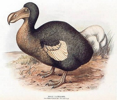 Dodó (extinto desde o século 17)