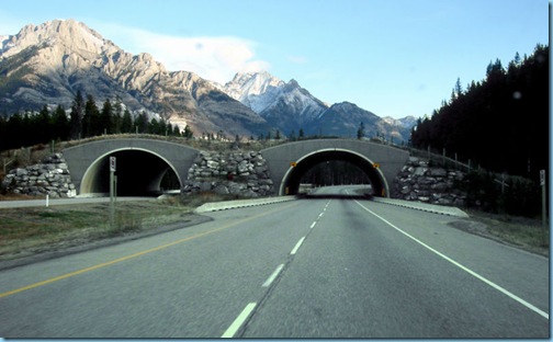 800px-Trans-Canada-wildlife_overpass