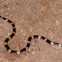 Long-nosed snake