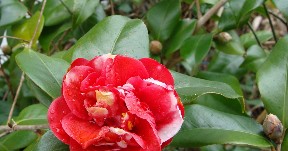 MISSISSIPPI GARDEN Peppermint Camellia Buds And Blooms on 12409 and