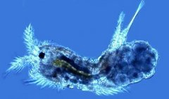 Microscopic creatures such as this Microarthridion littorale are a key part of the Gulf marsh ecosystem. nola.com