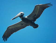 Media helicopters are disturbing brown pelicans in the Gulf. (USFWS photo)