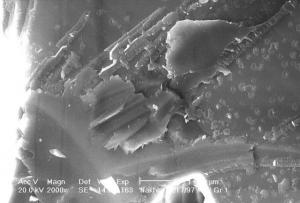Complex biomorphs appear on another Nakhla chip shown in this scanning electron microscope (SEM) frame. This image contains three basic forms: Broad smooth knife-shaped features, elongated features with rounded endcaps and transverse compartments or dividers, and donut shaped small features, each about 1 micrometer in diameter. One possibility is the donut-shaped features are derived from the compartments present in the elongated features. (Credit: NASA / David McKay)