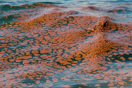 A rusty colored oil slick is seen near the Chandeleur Islands, Louisiana in the Gulf of Mexico on Friday, 7 May 2010. Matthew Hinton / The Times-Picayune