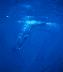 An underwater photo shows a sperm whale diving from the surface of the Gulf of Mexico. The whales feed several hundred meters deep, in the gulf's 'ocean oases.' When Texas A & M scientists surveyed the gulf during the GulfCet I study, underwater microphones detected 273 sperm whales, and observers spotted more than three hundred. ocean.tamu.edu