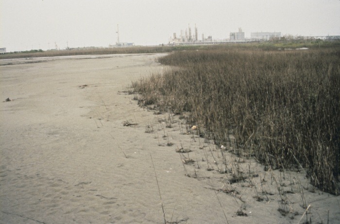 Natural marsh, East Timbalier Island, Lafourche Parish, Louisiana, circa January 1994. Credit: NOAA Restoration Center