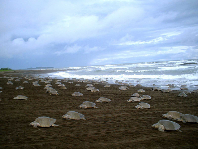 Olive Ridley turtle (Lepidochelys olivacea) arribada in Mexico. Photo: Michael P. Jense via nmfs.noaa.gov