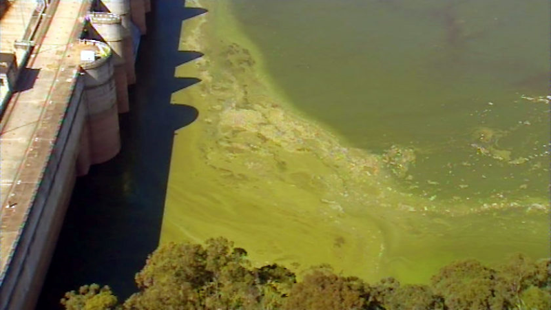 Algae is plaguing Sydney's main water source, Warragamba Dam. (ABC)