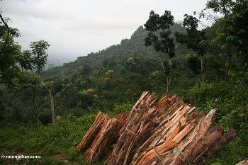 Fuel wood cut from the Java jungle. Photo by: Rhett A. Butler. 