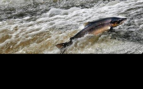 Leaping salmon faced a bigger battle to reach their spawning grounds in 2009 as record numbers went fishing  Photo: PA