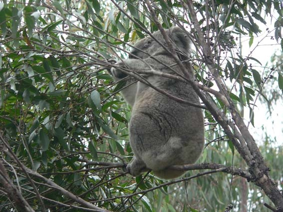 This Koala was spotted in Mumbulla State Forest in November 2008 during a systematic survey of the area. Narooma News