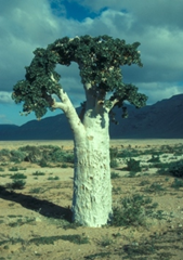 The Cucumber Tree (Dendrosicyos socotrana) is an unusual Vulnerable endemic from the island archipelago of Soqotra, Yemen. The species is very well adapted to withstand drought conditions and should therefore be better able than many species to tolerate any drying out of the Archipelago due to climate change. However, in times of severe drought, trees are cut-down, pulped and fed to livestock, and in some areas this has resulted in its almost total eradication. Photo &copy; Anthony G. Miller