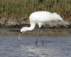 The world's last remaining natural flock of endangered whooping cranes, which suffered a record number of deaths last year, will probably see another die-off because of scarce food supplies at its Texas nesting grounds this winter, wildlife managers said. Ron Heflin / AP