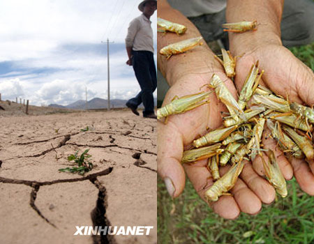 An area of about 200 hectares in the Tibet Autonomous Region has been suffering a locust plague as a result of a continued drought. Photo from Xinhua.